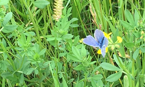 Vale of Belvoir Monitor farm